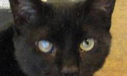 Domestic Short Hair - Black - Newman - Medium - Adult - Male
Handsome Newman has had a difficult year. He was brought to the shelter as a stray, and had numerous tests to determine what was causing his intestinal difficulties, now resolved. Newman was a