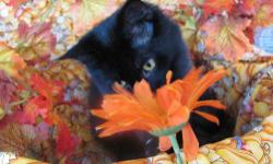 Domestic Short Hair - Black - Olivia - Medium - Young - Female
This sweet kitty is Olivia. Her sister, Sophia was adopted recently to a very nice young woman with another kitty. She seems very comfortable with her new family. But Olivia is still looking