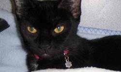 Domestic Short Hair - Black - Onyx - Small - Young - Female
I am young, beautiful, and get along with the other cats in the sun room. My favorite thing to do is to lay on top of the cat tree and sun bathe. If you feel like giving me a big hug and kiss