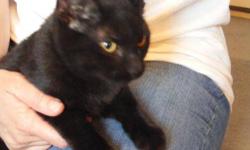 Domestic Short Hair - Black - Peanut - Medium - Baby - Female
Hi, my name is Peanut. I am a solid black little girl looking for a home. I have only been living in a home for a little while, so I am still a little shy with new people but I have come a long