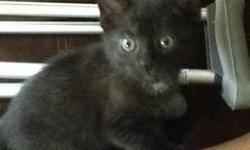 Domestic Short Hair - Black - Phebe - Medium - Young - Female
Phebe is a sweet little female kitten with "stealth" stripes hidden in the black fur you can see in this picture. Please contact Barb at 315-343-2959 for more info on this interestingly colored
