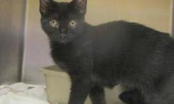 Domestic Short Hair - Black - Phoebe - Medium - Baby - Female
Name: Phoebe- Dunning Litter
Breed: Spayed Female, domestic Short Hair
DOB: July 12, 2012
Adoption Fee: $149
Hey there! I was found in an abandoned house and surrendered here so I could find a