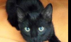 Domestic Short Hair - Black - Prince Charming - Medium - Baby
Born 6/19/12 - Prince Charming is one of three kittens that were born to a mother that gave her life to save her kittens. Momma Cat died from her injuries. He is mostly black but has a little