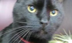 Domestic Short Hair - Black - Sachi - Large - Adult - Female
(No. 812) I'm Sachi and I'm a lovely black female with a few dots of white on my chest. I have pretty tan/yellow eyes. I came to the shelter housebroken, spayed and declawed. I'd like a home