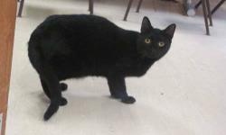 Domestic Short Hair - Black - Sami - Medium - Young - Female
Sami was found living outside behind a banquet hall by one of our volunteers, who often refers to her as a teddy bear. Sami is not really snuggly like a stuffed animal, but is so darn cute when