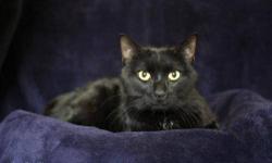 Domestic Short Hair - Black - Sammy - Large - Adult - Male - Cat
Sammy is a gorgeous 2 year old Male.
CHARACTERISTICS:
Breed: Domestic Short Hair-black
Size: Large
Petfinder ID: 25274493
ADDITIONAL INFO:
Pet has been spayed/neutered
CONTACT:
Hi-Tor Animal