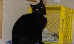 Domestic Short Hair - Black - Sarah - Medium - Young - Female
I was abandoned inside a crate, inside a bag, in a ditch on Sarah Wells Trail. Do you know me? I've been named SARAH, and I'm a soon to be spayed Female, who's about 6 months old. I didn't