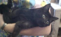 Domestic Short Hair - Black - Scary - Medium - Adult - Female
Hi my name is Scary! Don't let the name fool you I'm not really scary I was just named after a spice girl! I am a very sweet all black adult female cat. I love to sit in your lap and be pet. I