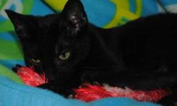 Domestic Short Hair - Black - Shea - Medium - Baby - Male - Cat
Shea and her/his littermates (2 boys and 2 girls in the litter) are all adorable little black kittens looking for forever homes. Please contact Barb at 315-343-2959 for more info