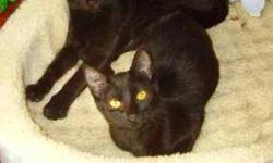 Domestic Short Hair - Black - Sid - Medium - Adult - Male - Cat
Please contact the shelter for more information.
CHARACTERISTICS:
Breed: Domestic Short Hair-black
Size: Medium
Petfinder ID: 25113601
ADDITIONAL INFO:
Pet has been spayed/neutered
CONTACT: