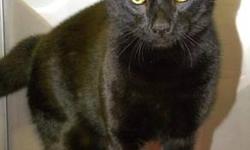 Domestic Short Hair - Black - Simba*at Petsmart* - Medium
***AT PETSMART***Hi, my name is Simba! I'm a handsome, 8 month old, neutered male, black cat. I'm talkative and curious and I like to explore. I hope I find a good home soon! If you would like to