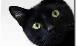 Domestic Short Hair - Black - Skittles - Small - Young - Male
Looking for a cat with loads of personality? Skittles is your guy and wants a new home!! Skittles was rescued from the Animal Care Control (hours away from a horrible fate.) Skittles was very