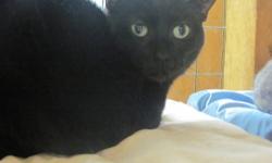 Domestic Short Hair - Black - Slyvester - Medium - Adult - Male
Sylvester was dumped along with his younger sibling Belle in front of the shelter on a rainy night. Sylvester was very sick at the time. Originally it was thought he was in renal kidney