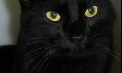 Domestic Short Hair - Black - Snaggle - Medium - Adult - Male
Hi! My name is Snaggle! It's short for Snaggletooth. A nice man saw me living on the street and brought me in for medical treatment. You see, one of my front canine teeth was broken and