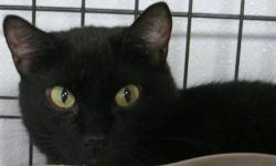 Domestic Short Hair - Black - Sox - Medium - Young - Female
(No. 356) I'm called Sox and I'm a little shy. I'm a shiny black 2 year old female with wonderful hazel eyes. I'm at the shelter with another cat named Mango. I'm housebroken and spayed so I'm