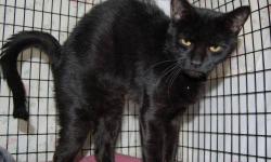 Domestic Short Hair - Black - Sphinx - Medium - Young - Female
CHARACTERISTICS:
Breed: Domestic Short Hair-black
Size: Medium
Petfinder ID: 25095217
ADDITIONAL INFO:
Pet has been spayed/neutered
CONTACT:
North Country Animal Shelter | Malone, NY |