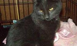 Domestic Short Hair - Black - Sproket - Medium - Young - Male
SPROKET is a gorgeous male kitty with the most handsome, glossy black coat! Sproket was abandoned but is now happily rescued with us. He is a very playful, outgoing guy who wants nothing more