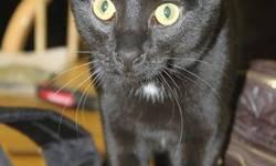 Domestic Short Hair - Black - Star'gentle!' - Medium - Adult
Sweet Star became homeless when her owner moved into a retirement home. This petite, gentle, loving girl is looking for a warm lap and someone to love .Star has proven to be extremely docile,