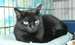 Domestic Short Hair - Black - Star - Medium - Adult - Female
Sweet Star became homeless when her owner moved into a retirement home. This sweet, gentle, loving girl is looking for a warm lap and someone to love. She is super mellow and affectionate, a