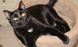 Domestic Short Hair - Black - Starsky - Medium - Young - Male
All black male, under 1 year. Very outgoing, sweet and affectionate. Good with other pets and loves to play. Please call Joan at 718 671-1695 for more information about this wonderful cat.