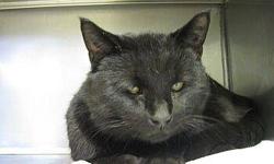 Domestic Short Hair - Black - Storm - Large - Adult - Male - Cat
Storm is a friendly, easy going boy. He gets along with other cats and loves attention.
He is declawed and neutered, up to date on vaccines, move in ready!!
They can be seen at the adoption