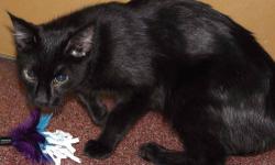 Domestic Short Hair - Black - Swanson - Medium - Adult - Male
Swanson is a fun loving, adventure seeking little guy that is 1 year old. He gets along well with other cats, and enjoys running around chasing toys, bugs and exploring. He still acts a lot