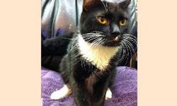 Domestic Short Hair - Black - Sylvester - Medium - Senior - Male
Looking for an older, charming and handsome gentleman to keep you company? Sylvester fits the bill! This sweet boy made the long trek from Pets Alive Westchester so that he could charm the