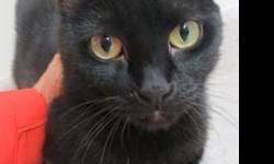 Domestic Short Hair - Black - Tinkerbell - Medium - Young
(No. 520) I'm called Tinkerbell. I'm a sleek 2 year old all black female with fantastic yellow eyes with a little green ring. I love to purr and cuddle with you. I'm housebroken and will make a