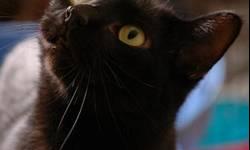 Domestic Short Hair - Black - Tomato - Medium - Adult - Male
Tomato is an energetic, playful guy who loves to climb and watch birds. He can be quite shy but is improving everyday.
To meet Tomato, please fill out an online application! We will get back to
