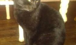 Domestic Short Hair - Black - Ute - Medium - Adult - Male - Cat
Ute was born about August of 2009. He was surrendered by his previous guardians due to no fault of his. Harp currently lives in a community room with several other cats with whom he gets