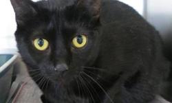 Domestic Short Hair - Black - Wendy - Medium - Adult - Female
(No. 733) My name is Wendy. I'm a sleek black colored adult female with lovely yellow eyes. I came to the shelter as a stray and I'm a total purr machine. I just adore cuddling so I can purr