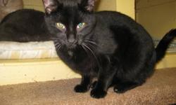 Domestic Short Hair - Black - Zeuss - Small - Young - Male - Cat
Zeuss is a secret admirer. He will love you from afar at first, and then shower you with affection! He came in with his brother Hercules, and is waiting for his furever home!