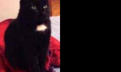 Domestic Short Hair - Black - Zoeygirl - Medium - Senior
Zoey Girl is our longest resident, coming with us from our previous location. She is content to sit on top of the washing machine and drier, her own special place. She also likes to look out the