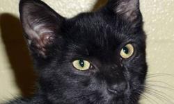 Domestic Short Hair - Black - Zuma - Small - Young - Female
Zulma is a spunky 1 year old spayed cat. She is very playful and as you can tell from her photo loves to hand in boxes.
CHARACTERISTICS:
Breed: Domestic Short Hair-black
Size: Small
Petfinder ID: