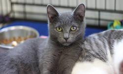 Domestic Short Hair - Blake - Medium - Young - Male - Cat
Blake is a quiet, friendly little grey cat who's currently at the Shelter with his brother, Devlin.
CHARACTERISTICS:
Breed: Domestic Short Hair
Size: Medium
Petfinder ID: 24521647
CONTACT:
Finger