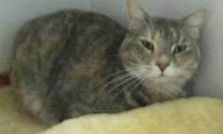 Domestic Short Hair - Bliss - Small - Adult - Female - Cat
Bliss is 6 yrs old, she came in with her brother "Brady" because their owner is in hospice and can no longer take care of them . They do not have to be adopted together .
CHARACTERISTICS:
Breed: