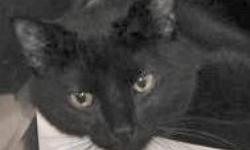 Domestic Short Hair - Bogey - Medium - Young - Male - Cat
CHARACTERISTICS:
Breed: Domestic Short Hair
Size: Medium
Petfinder ID: 25408185
ADDITIONAL INFO:
Pet has been spayed/neutered
CONTACT:
Lollypop Farm, Humane Society of Greater Rochester | Fairport,