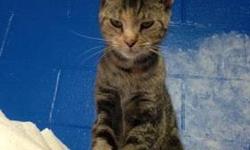 Domestic Short Hair - Boom Boom - Medium - Young - Female - Cat
BoomBoom came to Pets Alive from the NYACC shelter after hurricane Sandy. She was pulled off of the kill list along with her two kittens. She had severe hair loss from stress. She has