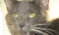 Domestic Short Hair - Boots - Large - Adult - Male - Cat
I am a big handsome affectionate boy who wants to be out of my cage! I like to be petted and have attention, and am a clean kitty.My previous family had me declawed before surrendering me so I am a