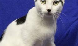 Domestic Short Hair - Brittany - Medium - Young - Female - Cat
Name:Brittany
Breed: Spayed Female, Domestic Short Hair
DOB:May 21, 2012
Adoption Fee: $159
Hi everybody!! I'm back, AGAIN!! I don't know why I've been returned twice already, they told me it
