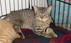 Domestic Short Hair - Brown - Bootsie - Medium - Adult - Male
Bootsie is a 6 year old m/n brown tiger cat. He is FIV positive and come with veterinary care provided. He gets along well with other cats and is friendly and affectionate
CHARACTERISTICS: