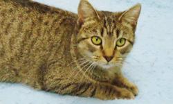Domestic Short Hair - Brown - Dyna - Medium - Young - Female
Dyna was brought to us with her litter of kittens back in fall of 2012. She is a beautiful tiger cat FULL of personality! Dyna is not just all looks either, from what we are told, she is an