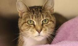 Domestic Short Hair - Brown - Sandy - Large - Adult - Female
Sandy is a very friendly girl who loves to be petted. She greets the staff in the morning and "talks" to them until her bowl is full. You'll often find Sandy in the office because she loves the