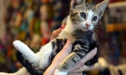 Domestic Short Hair - Brown - Tribbie - Medium - Baby - Female
Hi, my name is Tribbie, and I'm a tiger female kitten. You may have noticed that I only have three legs. I was found after I was hit by a car, and Animal Lovers League came and saved me. They
