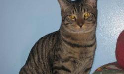 Domestic Short Hair - Brown - Vesper - Small - Adult - Male
CHARACTERISTICS:
Breed: Domestic Short Hair - brown
Size: Small
Petfinder ID: 18426828
ADDITIONAL INFO:
Pet has been spayed/neutered
CONTACT:
Hudson Valley SPCA - Orange County | New Windsor, NY