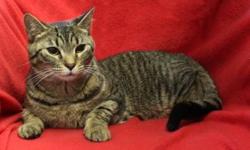 Domestic Short Hair - Bubbles Darlene - Medium - Young - Female
These two beautiful girls have been together all their lives and must be adopted together. Pink Martini had her cast removed right after her picture was taken and is nearly completely healed.