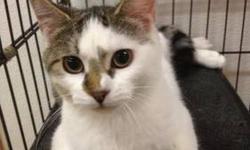 Domestic Short Hair - Buff and white - Gloria - Medium - Young
Aurora came in with her siblings and these were 4 scared kittens. They hissed, growled and spit. We put them in the hallway in a very large cage, and low and behold these kittens learned to