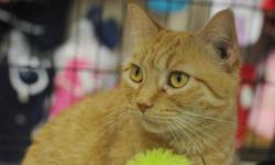 Domestic Short Hair - Butters - Small - Young - Male - Cat
CHARACTERISTICS:
Breed: Domestic Short Hair
Size: Small
Petfinder ID: 25153349
CONTACT:
Animal Care & Control of New York City - Brooklyn | Brooklyn, NY | 212-788-4000
For additional information,