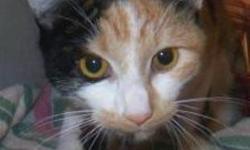 Domestic Short Hair - Cali - Medium - Young - Female - Cat
Cali is a beuatiful 4 year old calico cat who came in with her brother Midnight because her family was moving and left them behind. Midnight and Cali must be adopted together.
CHARACTERISTICS: