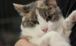 Domestic Short Hair - Calli - Large - Adult - Female - Cat
Calli is a very sweet girl - in fact, so sweet that we had a difficult time getting a great picture of her as she was busy rubbing up against us and purring. She would make a wonderful addition to